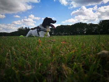 View of dog on field against sky