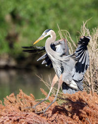 Close-up of bird flying over land