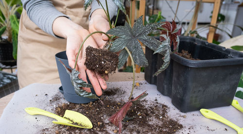 Midsection of woman picking vegetables