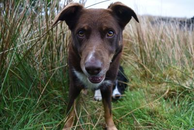 Portrait of a brown crossbreed dog stood in field looking at camera