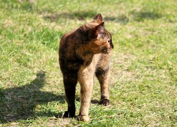 Full length of a cat on field