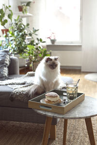 Cat looking at sweet bun on tray