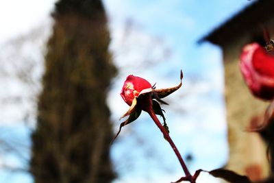 Low angle view of red flowers