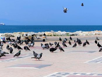 Flock of seagulls on beach against clear sky