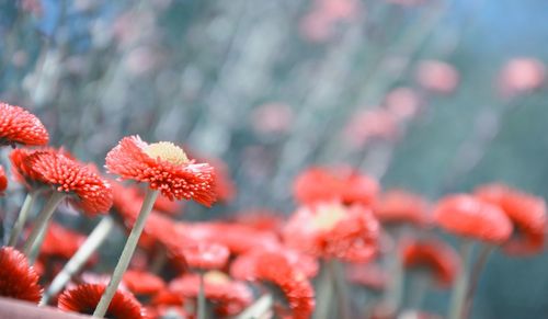 Close-up of red flowering plant