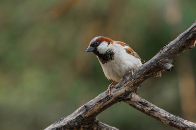 Close-up of bird perching on branch