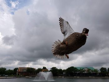 Side view of bird flying over water against sky