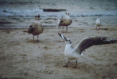 Flock of seagulls on beach