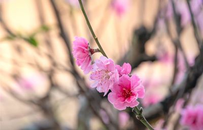 Close-up of pink cherry blossoms