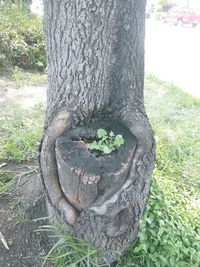 Close-up of tree trunk on field