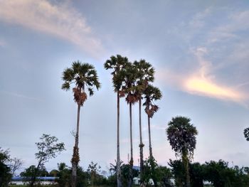 Low angle view of palm trees against sky