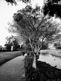 Trees on shore against sky