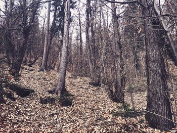 View of trees in forest