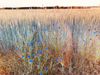Scenic view of field
