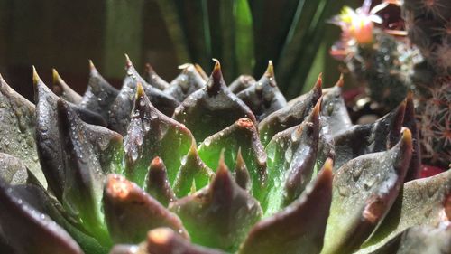 Close-up wet succulent plant