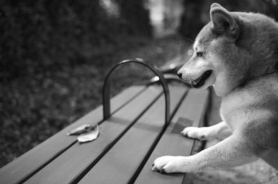 Close-up of dog looking away