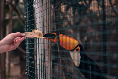 Close-up of hand holding bird at zoo