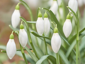 Close-up of white flowering plants