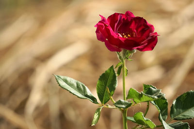 Close-up of red rose plant