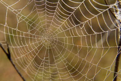 Close-up of spider web