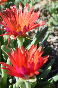 Close-up of day lily blooming outdoors