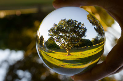 Cropped hand holding crystal ball with reflection of trees