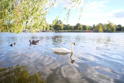 Swans swimming in lake