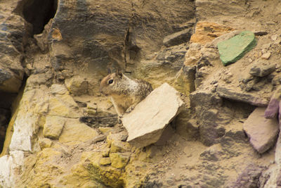 View of squirrel on rock