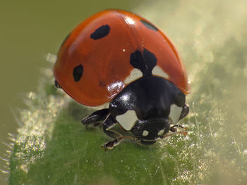 Close-up of ladybug on leaf