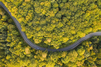 High angle view of yellow road amidst trees