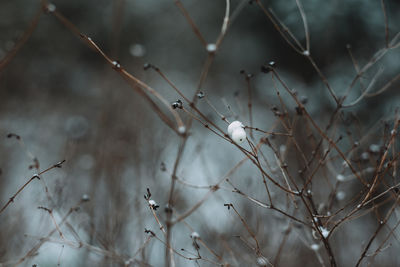 Close-up of snow on plant