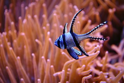 Close-up of butterfly