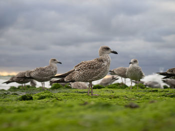 Close-up of bird on field