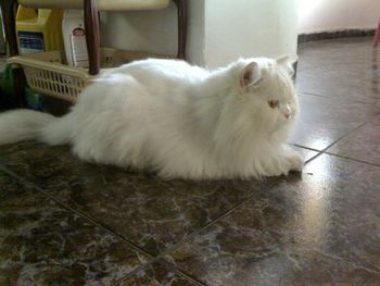 Close-up of white cat