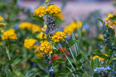 Close-up of butterfly pollinating on yellow flower