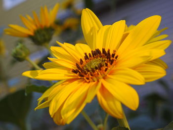 Close-up of yellow flower