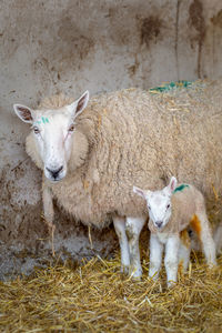 Portrait of sheep