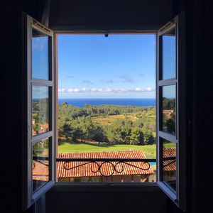 Trees seen through window