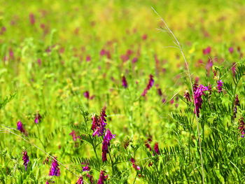 Close-up of purple flowering plants on field