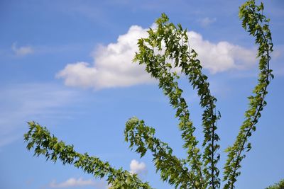 Low angle view of tree against sky