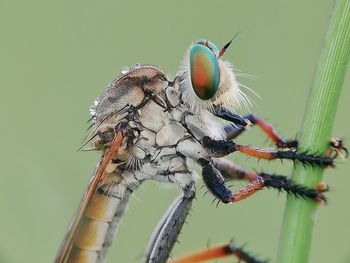 Close-up of fly