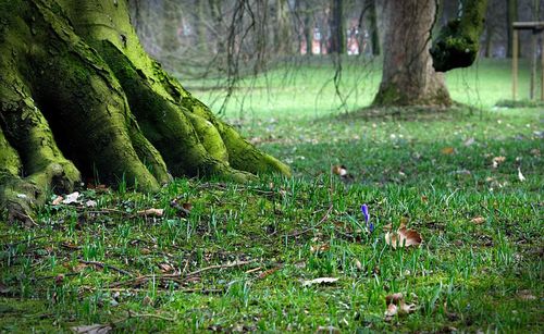 Plants growing on field in forest