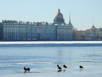 Birds flying over sea with buildings in background