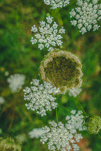 Close-up of flowering plant on field