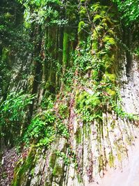 Close-up of moss growing on tree trunk in forest