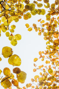 Full frame shot of leaves