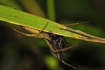 Close-up of insect on leaf