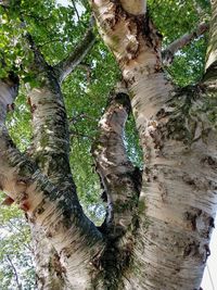 Low angle view of tree trunk