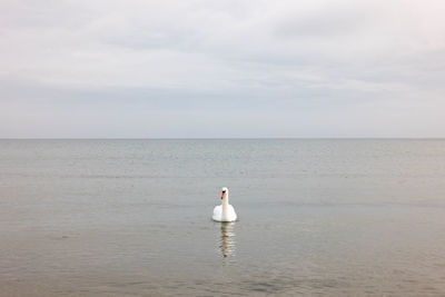 Seagull on a sea