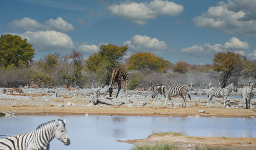 Zebras in the etosha national park namibia south africa